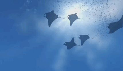 1493954618979319.gif 07.gif